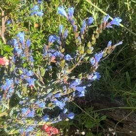 Photo of the plant species Common Viper's-Bugloss by @Walkingmyth named Prickly Purple on Greg, the plant care app