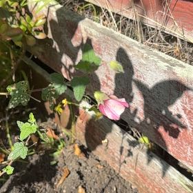 Photo of the plant species Cape Mallow by @Walkingmyth named Beautiful on Greg, the plant care app