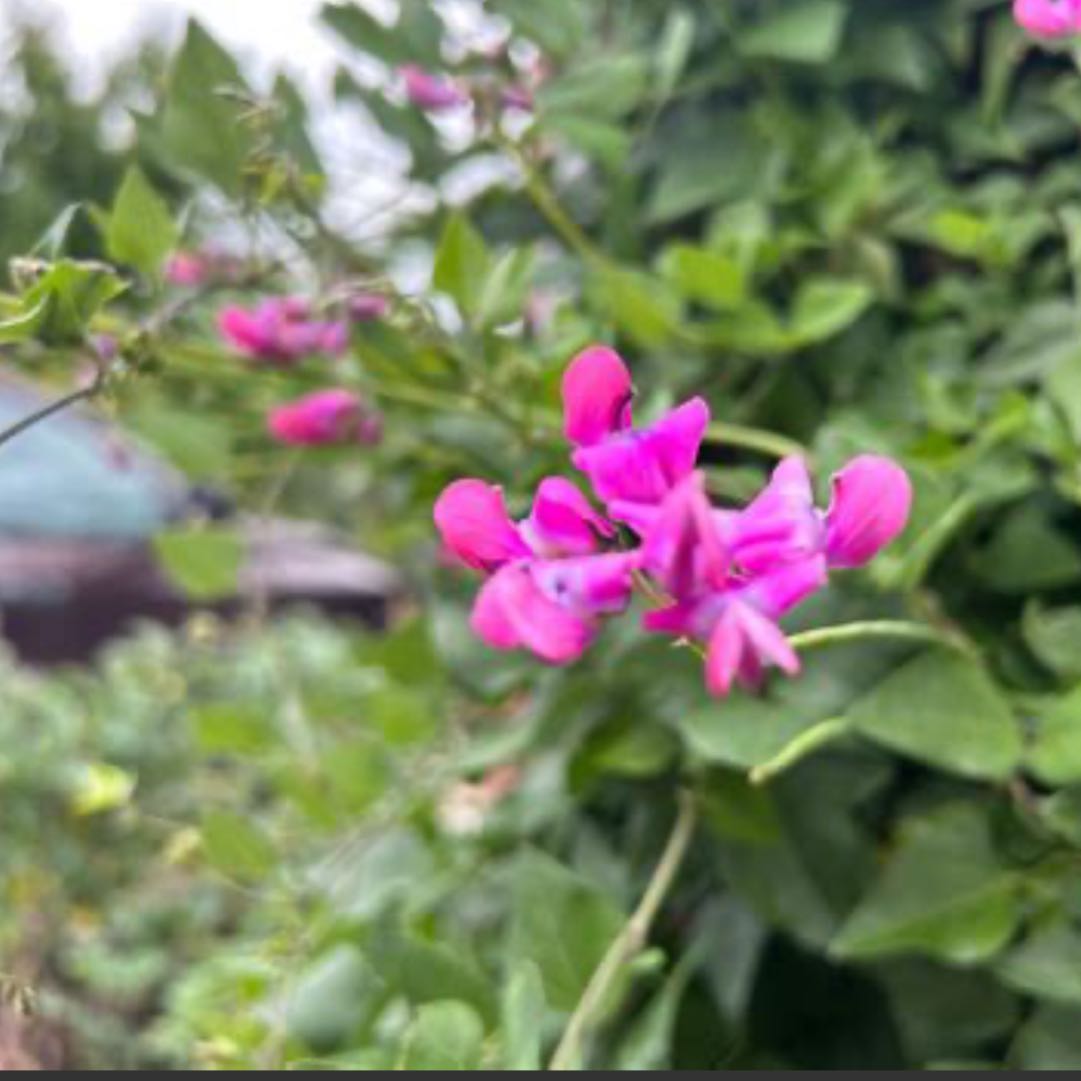 Photo of the plant species Okie Bean by @Walkingmyth named Bubble Gum on Greg, the plant care app