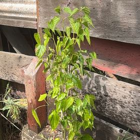 Photo of the plant species Mulberry by @Walkingmyth named Armenia on Greg, the plant care app