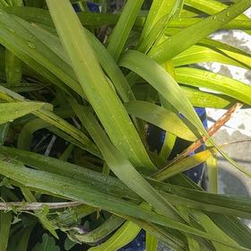 Photo of the plant species Cymbidium Orchid by @Walkingmyth named Cymbiosis on Greg, the plant care app