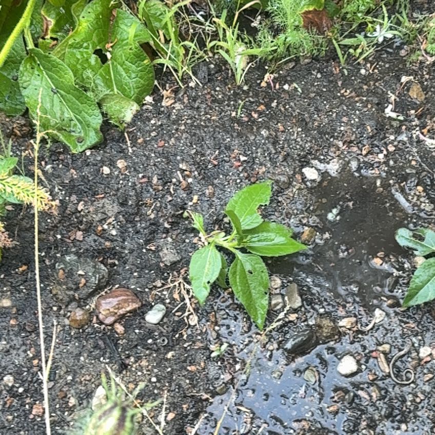 Photo of the plant species Jerusalem Artichoke 'Garnet' by @Walkingmyth named Bergstein on Greg, the plant care app