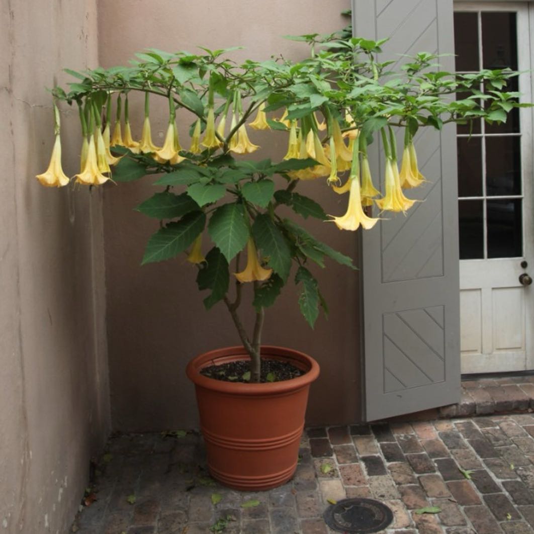 Photo of the plant species Brugmansia 'Charles Grimaldi' by @Walkingmyth named Luna on Greg, the plant care app