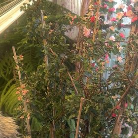 Photo of the plant species Begonia fuscisetosa by @Walkingmyth named Judy, Judy Judy on Greg, the plant care app