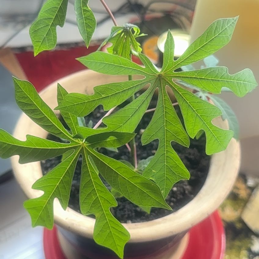 Photo of the plant species Manihot graminiformis by @Walkingmyth named Sexyguy on Greg, the plant care app