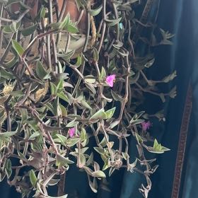 Photo of the plant species Chain Plant by @Walkingmyth named Marion on Greg, the plant care app
