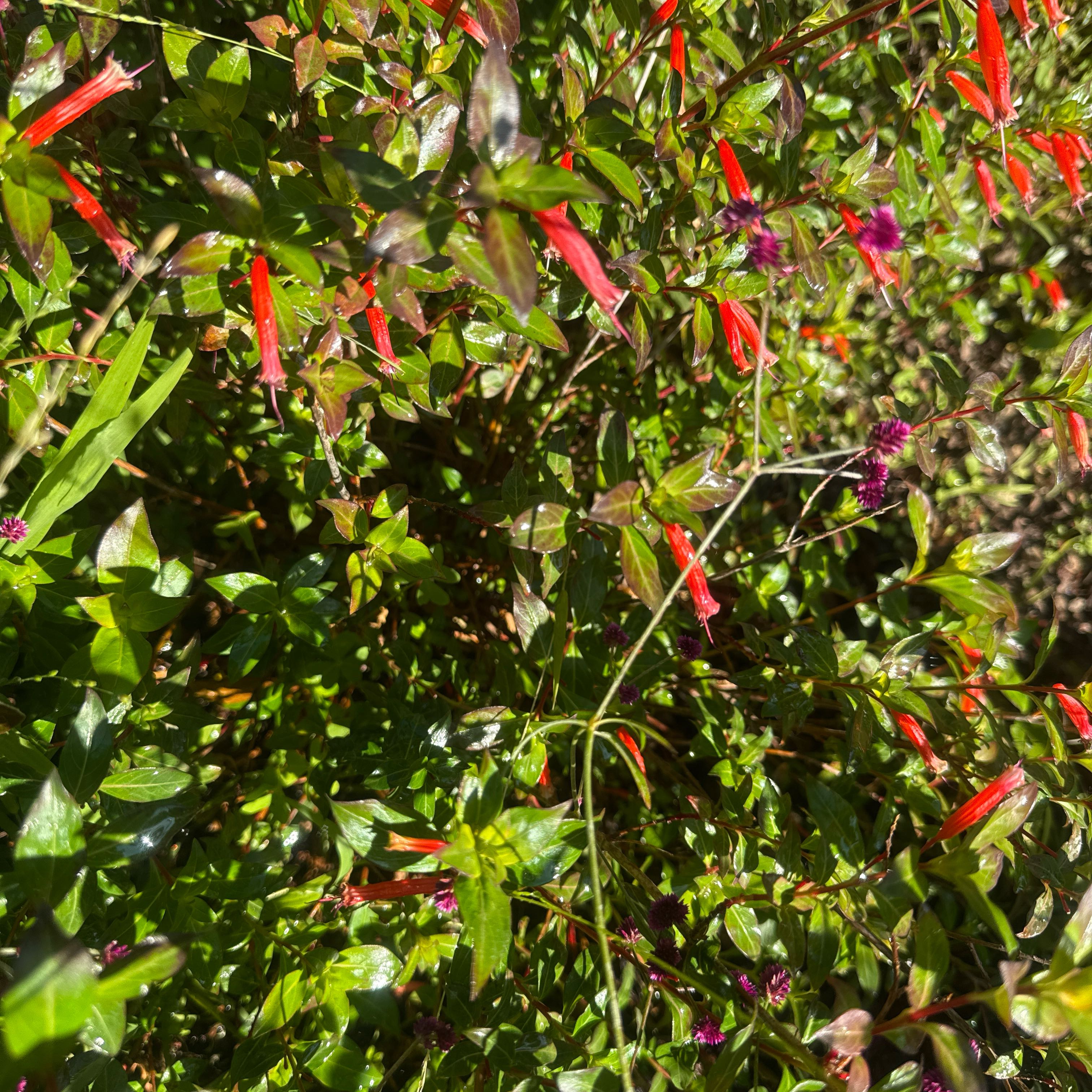 Photo of the plant species Cuphea micropetala var. hirtella by @Walkingmyth named Mochi on Greg, the plant care app