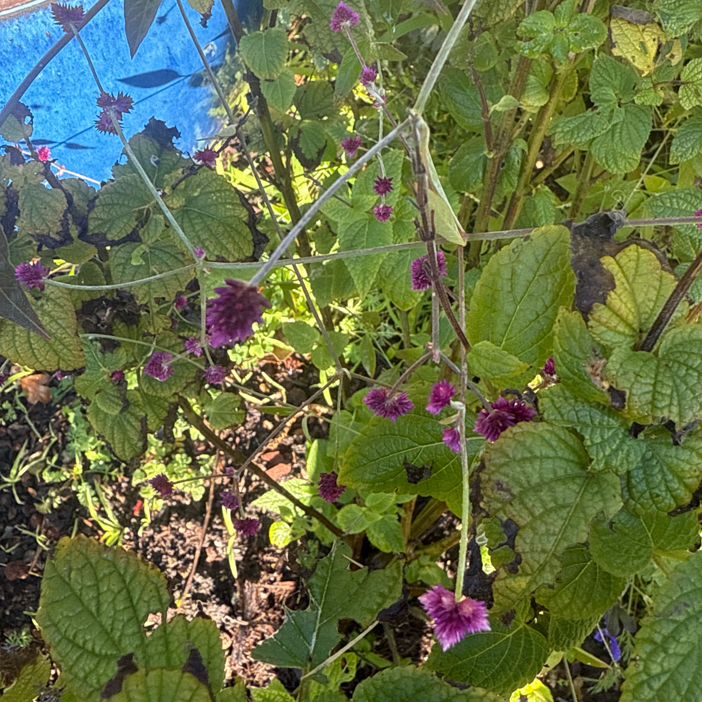 Photo of the plant species Gomphrena by @Walkingmyth named Gompie 3000 on Greg, the plant care app