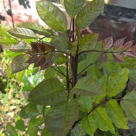 Photo of the plant species Tropical Ash by @Walkingmyth named Ygdrasil on Greg, the plant care app