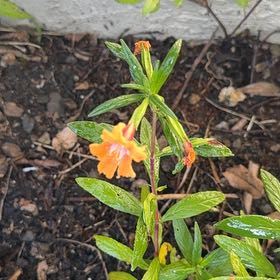 Photo of the plant species Lompoc Mesa Bush Monkeyflower by @Walkingmyth named Apollo on Greg, the plant care app