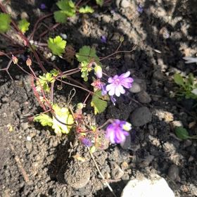 Photo of the plant species Shining Geranium by @Walkingmyth named Dainty on Greg, the plant care app