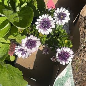 Photo of the plant species Osteospermum 4DTM by @Walkingmyth named Delilah on Greg, the plant care app