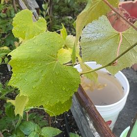 Photo of the plant species Concord Grape by @Walkingmyth named The Black Cowboy on Greg, the plant care app