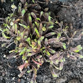 Photo of the plant species Brass Buttons by @Walkingmyth named Many Penny on Greg, the plant care app