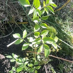 Photo of the plant species American Black Elderberry by @Walkingmyth named Nemo on Greg, the plant care app