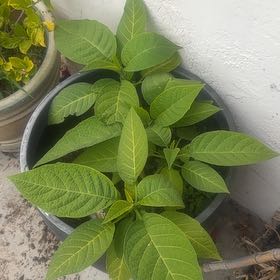 Photo of the plant species Angel's Trumpet by @Walkingmyth named Baby Angels on Greg, the plant care app