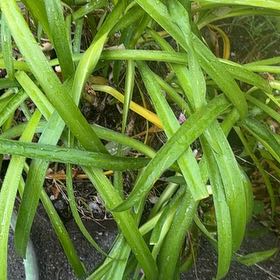 Photo of the plant species Blue Lily by @Walkingmyth named Agatha Christie on Greg, the plant care app