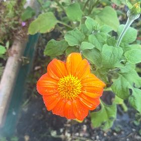 Photo of the plant species Mexican Sunflower by @Walkingmyth named Penelope Cruz on Greg, the plant care app