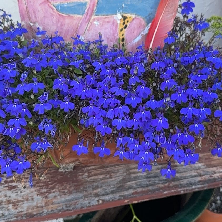 Photo of the plant species Edging Lobelia by @Walkingmyth named Glowie on Greg, the plant care app