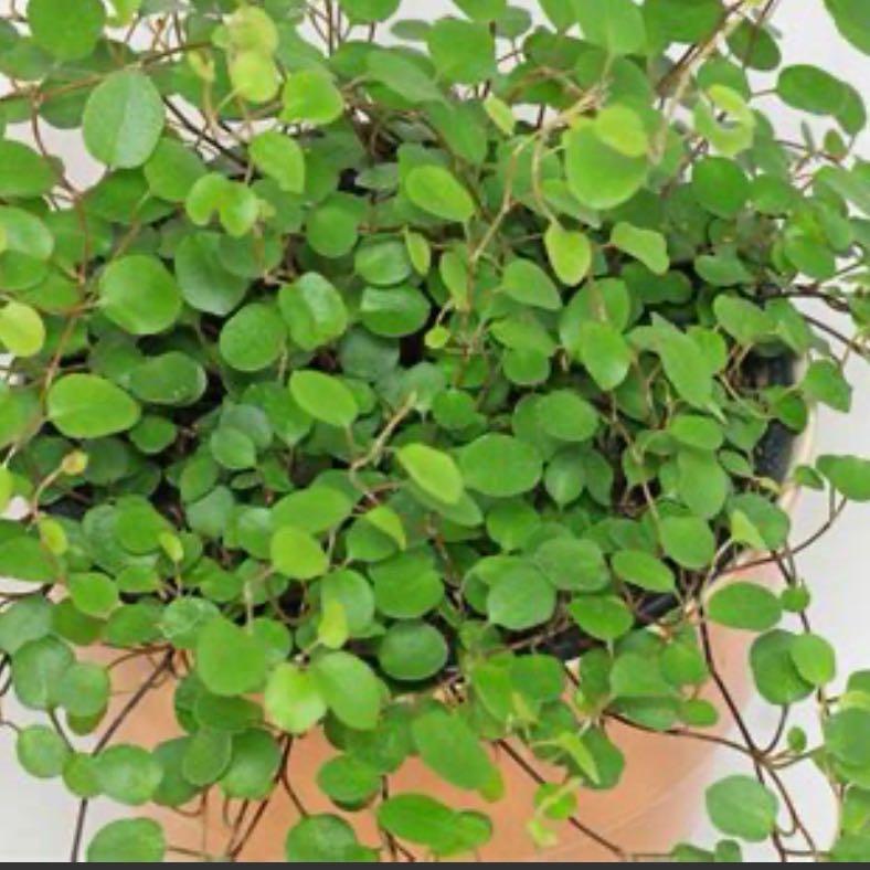 Photo of the plant species Muehlenbeckia Complexa by @Walkingmyth named Sage on Greg, the plant care app