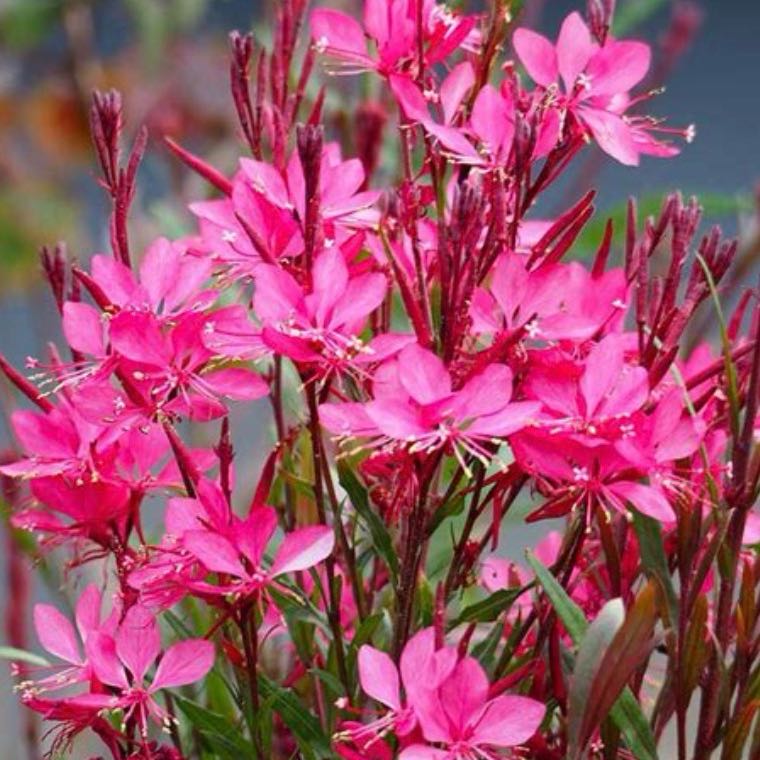 Photo of the plant species Pink Gaura by @Walkingmyth named Michele on Greg, the plant care app