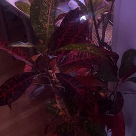 Photo of the plant species Croton Tree by @ShowyCurlyheads named Wall-E on Greg, the plant care app