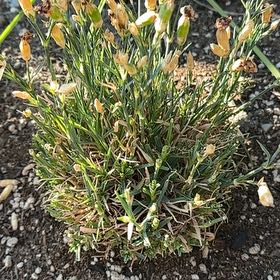 Photo of the plant species Border Carnation by @PowerfulOlneya named Ronaldo on Greg, the plant care app