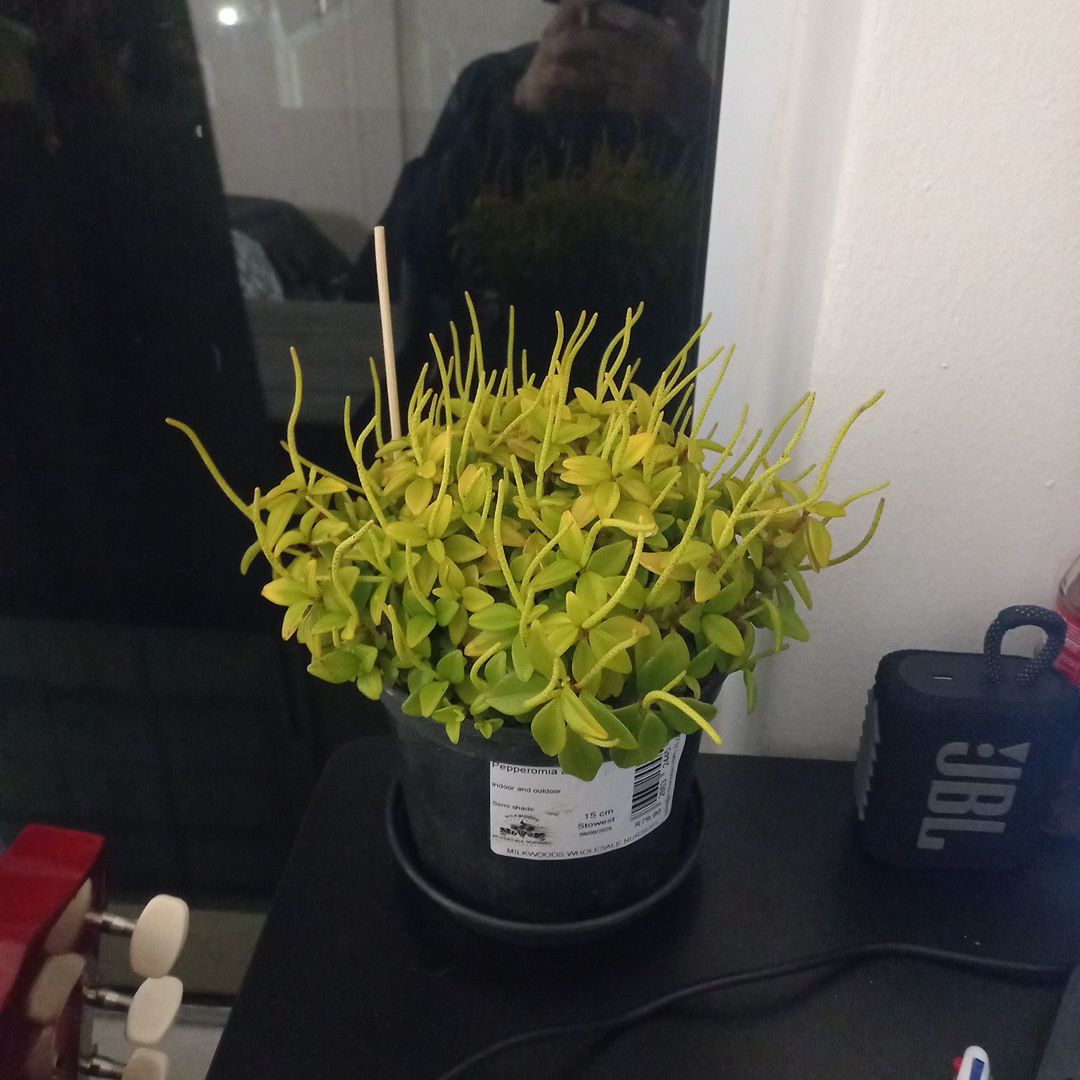Photo of the plant species Amigo Marcello by @LegitMistletoes named Pepper on Greg, the plant care app