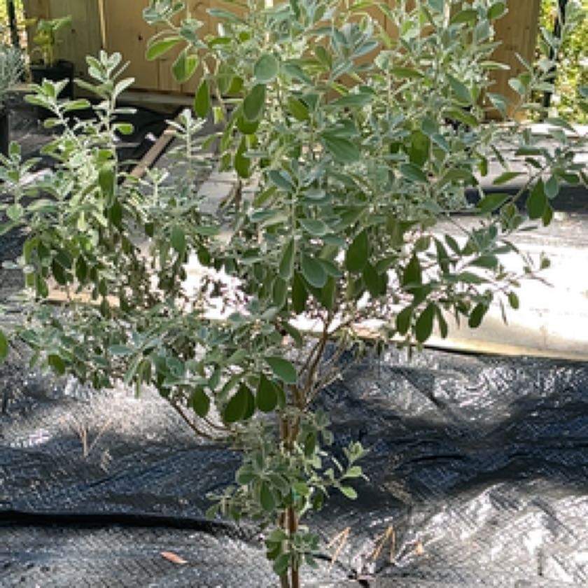 Photo of the plant species Texas Sage by @ShinyIodanthus named Sol on Greg, the plant care app