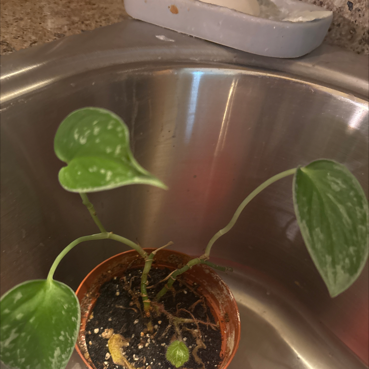 Photo of the plant species Silvery Anne Pothos by @UptodateNiaouli named Fernie Saunders on Greg, the plant care app