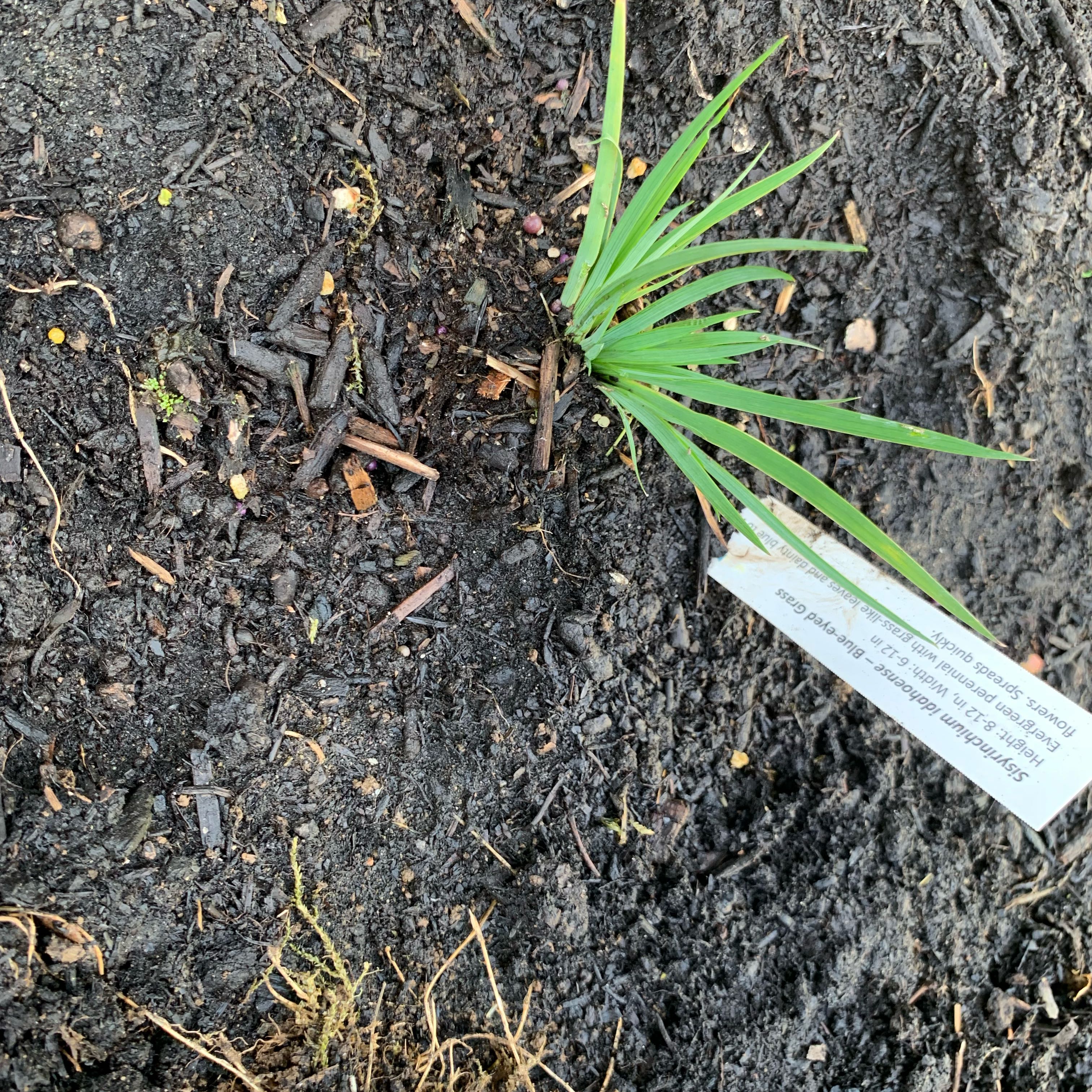 Photo of the plant species Idaho blue-eyed grass by @UptodateNiaouli named Scarlett on Greg, the plant care app