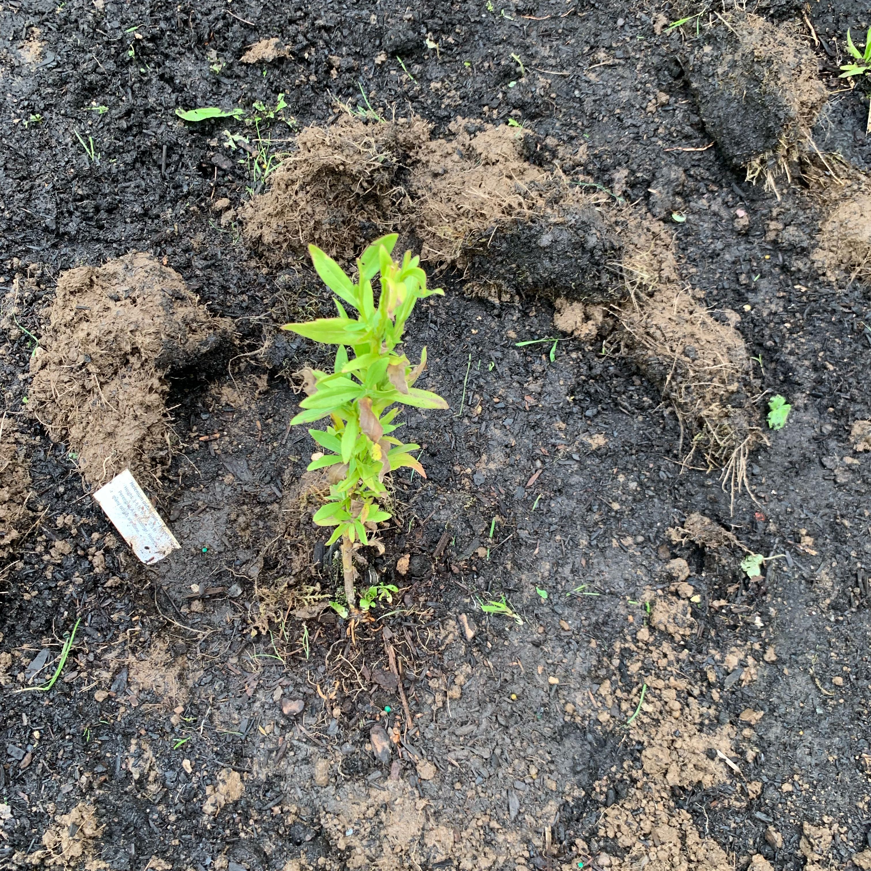 Photo of the plant species Common Sneezeweed by @UptodateNiaouli named Helen on Greg, the plant care app