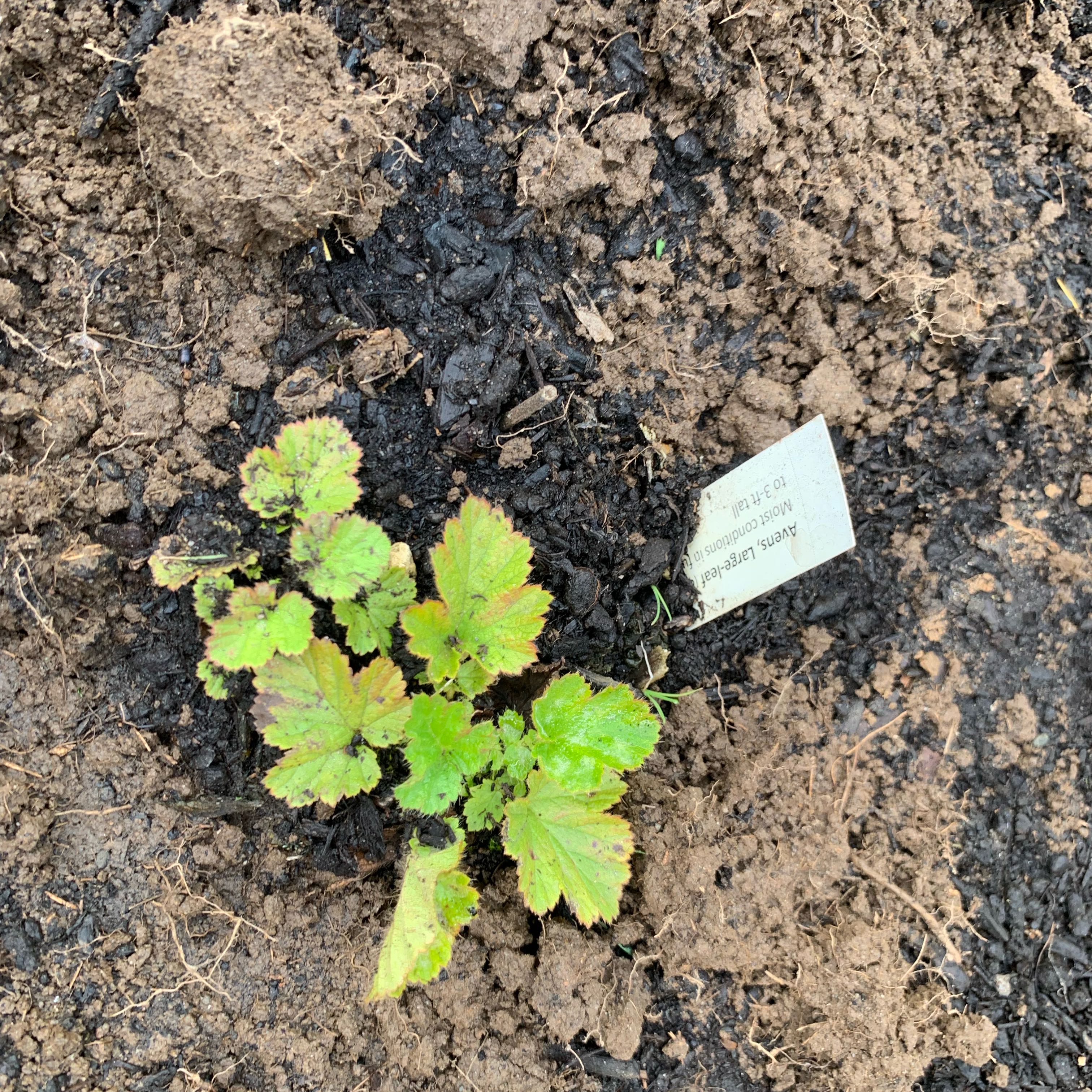 Photo of the plant species Avens by @UptodateNiaouli named Sigmund on Greg, the plant care app