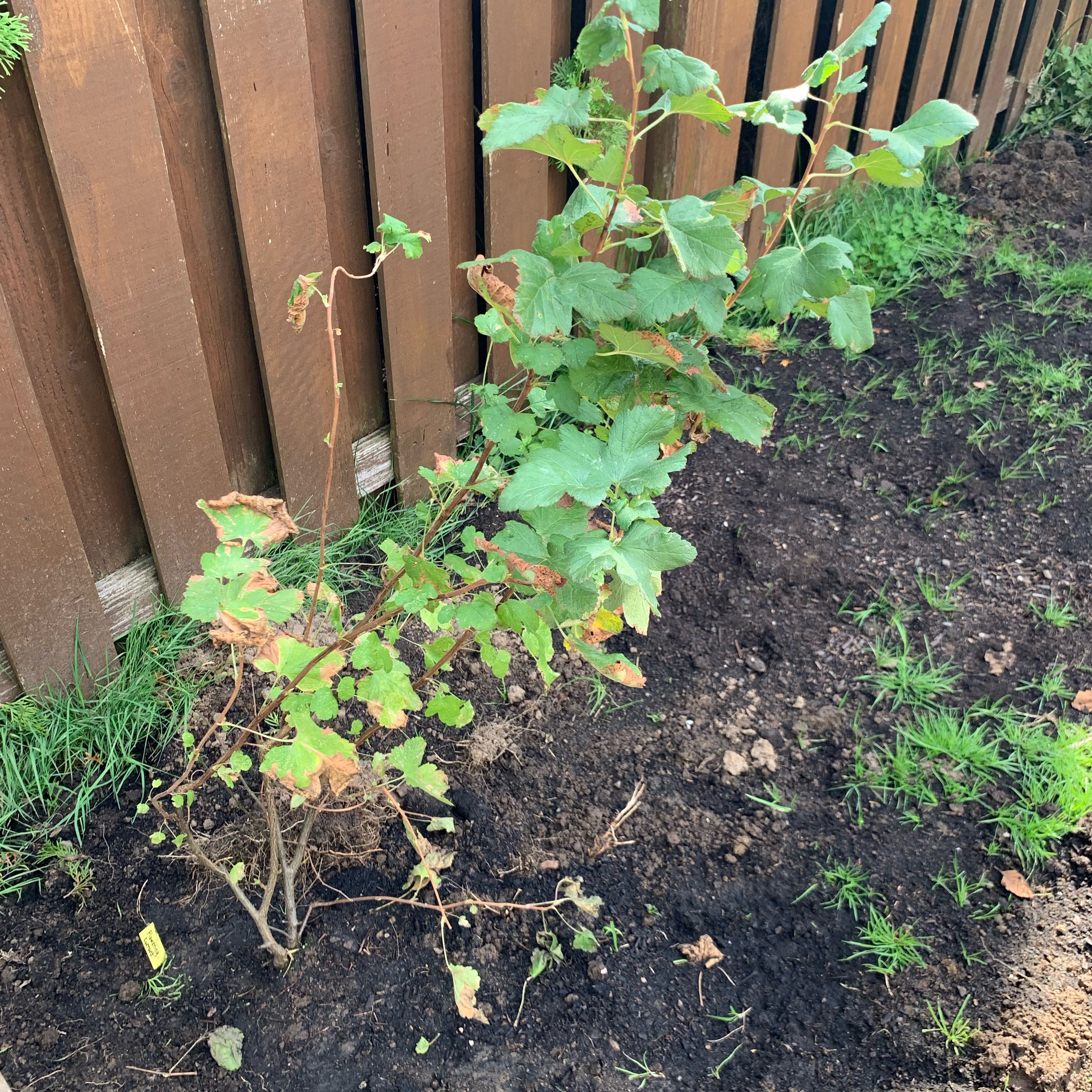 Photo of the plant species Flowering Currant by @UptodateNiaouli named Ruby the Red Flowering Currant on Greg, the plant care app