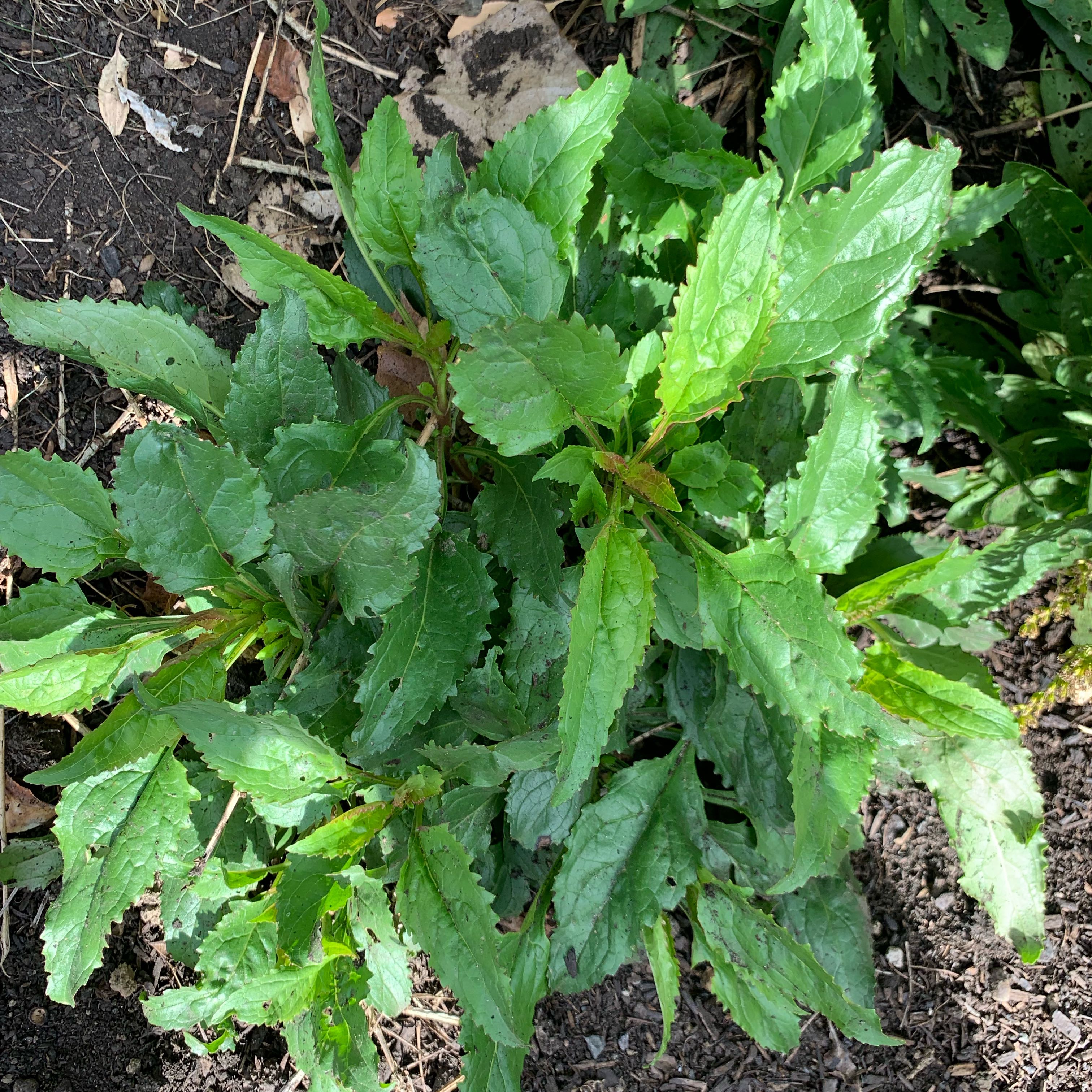 Photo of the plant species Penstemon by @UptodateNiaouli named Penny Maybe on Greg, the plant care app
