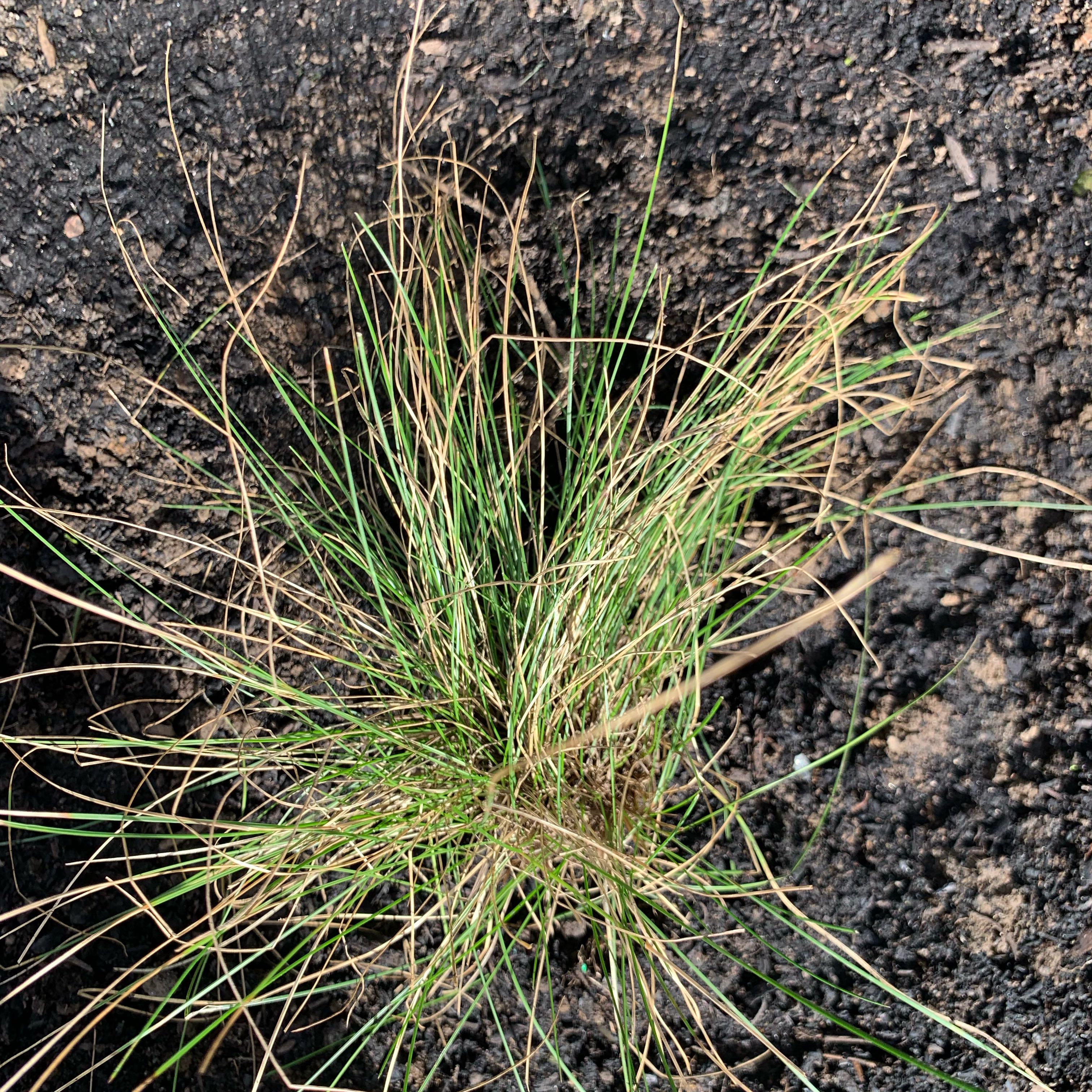 Photo of the plant species Bent Grass by @UptodateNiaouli named Get real plant type on Greg, the plant care app