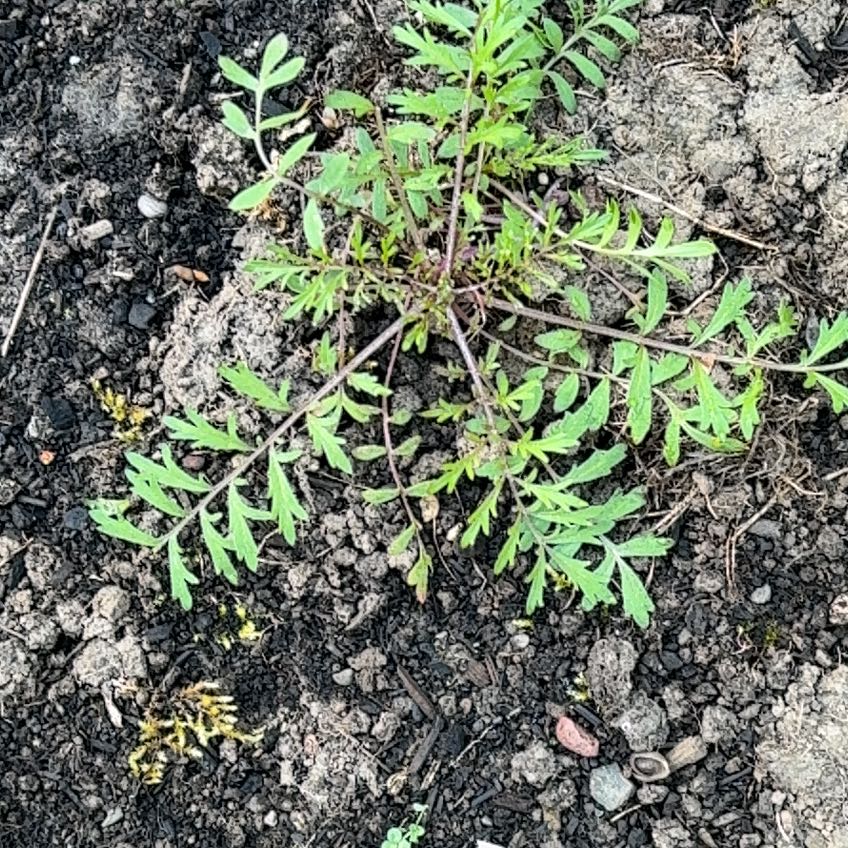 Plant care for Phlox 'Onsted Gem' on Greg, the plant care app