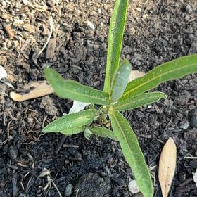 Photo of the plant species Showy Milkweed by @UptodateNiaouli named Mando on Greg, the plant care app