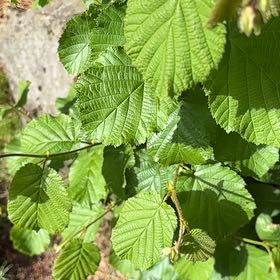 Photo of the plant species Western Beaked Hazel by @UptodateNiaouli named Fernie Mac on Greg, the plant care app