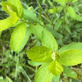 Photo of the plant species Rose Spirea by @UptodateNiaouli named Osmo on Greg, the plant care app