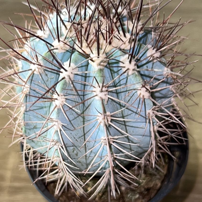 Photo of the plant species Melocactus azureus by @GemMosaicplant named Keanu Leaves on Greg, the plant care app
