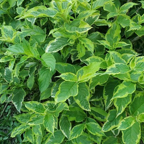 Photo of the plant species Weigela by @FreshQuenepa named Mando on Greg, the plant care app
