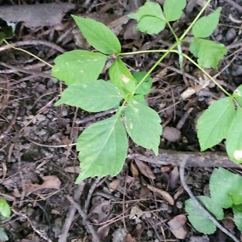 Photo of the plant species American Ginseng by @FreshQuenepa named Sol on Greg, the plant care app