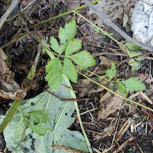 Photo of the plant species Yellowroot by @FreshQuenepa named Khaleesi on Greg, the plant care app