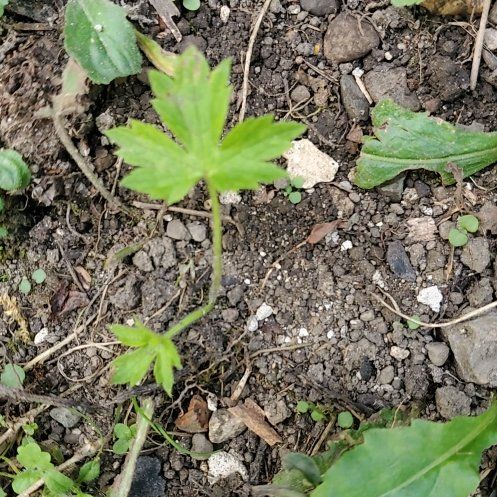 Photo of the plant species Smallflower Buttercup by @FreshQuenepa named Mochi on Greg, the plant care app