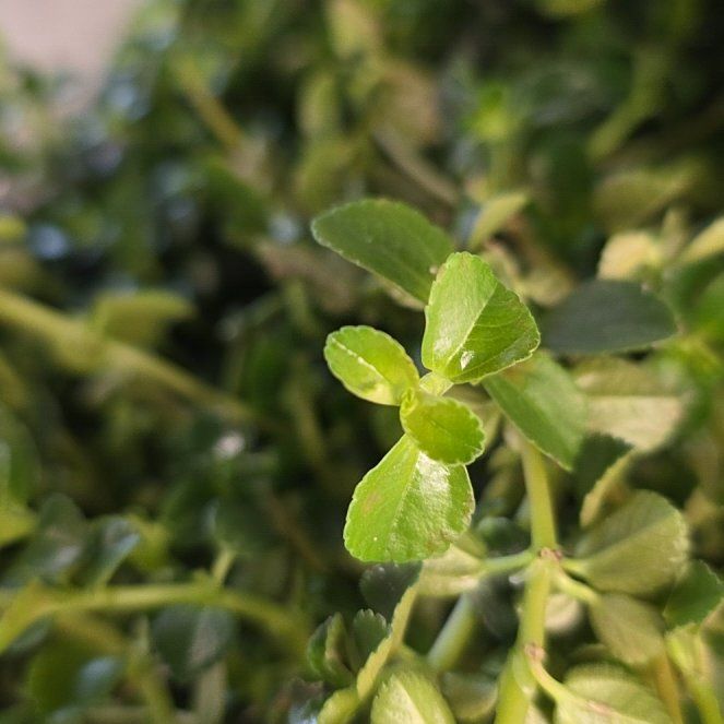 Photo of the plant species Redclaws by @FreshQuenepa named Oscar on Greg, the plant care app