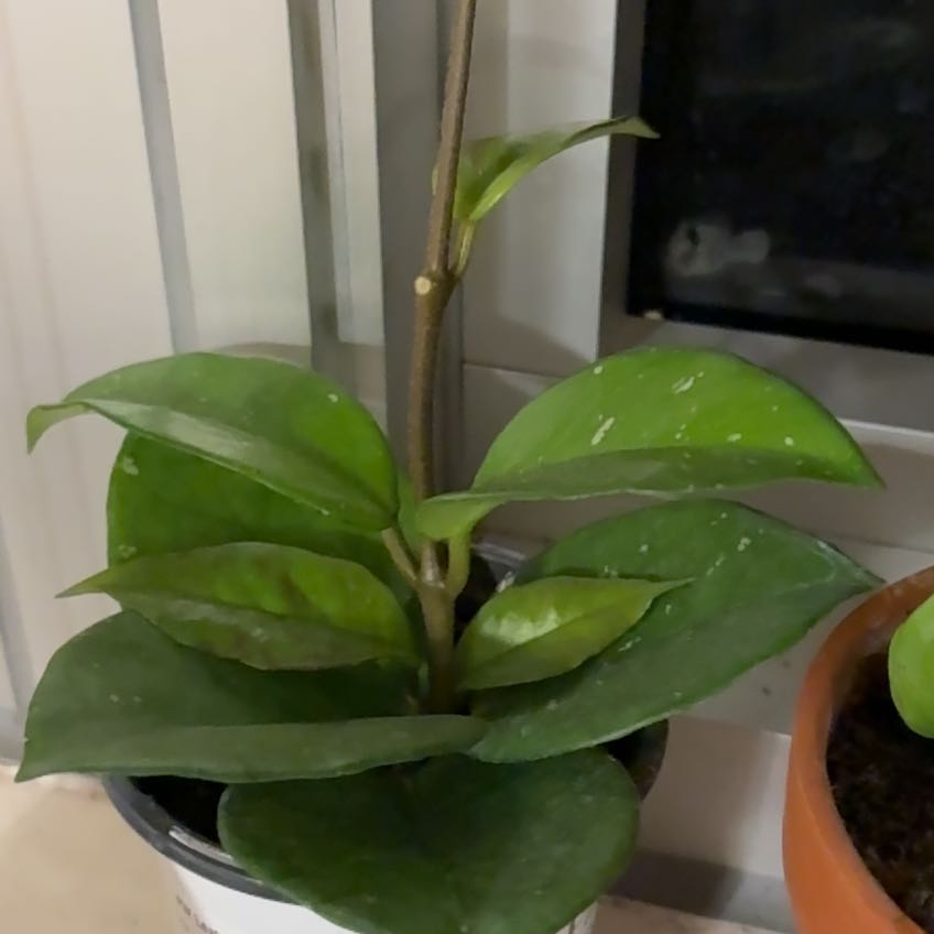 Photo of the plant species Speckled Hoya by @BusyBladderpod named Bella on Greg, the plant care app