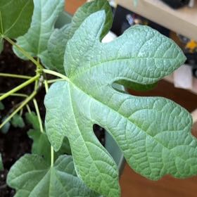 Photo of the plant species Fignomenal Dwarf Fig Tree by @RealAleppopine named Coco on Greg, the plant care app