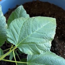 Photo of the plant species Violette De Bordeaux Fig by @RealAleppopine named Daphne on Greg, the plant care app