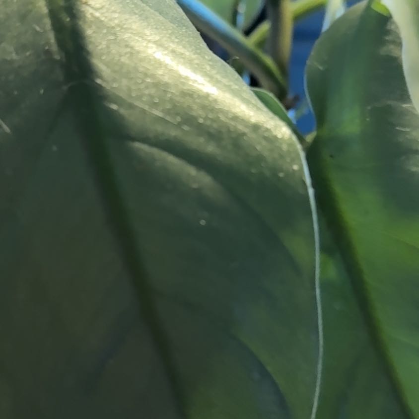 Photo of the plant species Ivy Gourd by @FoxyProlifica named Hamilton on Greg, the plant care app